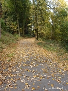La promenade en automne offre au milieu des feuilles mortes, un festival de couleurs